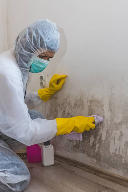 Best Mold Prevention Services  in Wheatland, WY