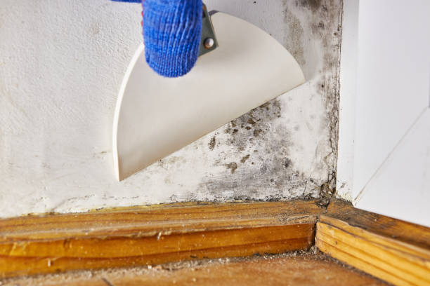 Best Indoor Air Quality Assessment  in Wheatland, WY
