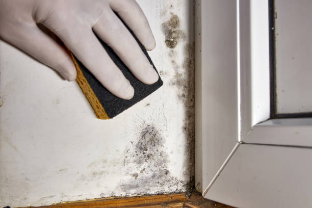 Best Water Damage & Mold Remediation  in Wheatland, WY